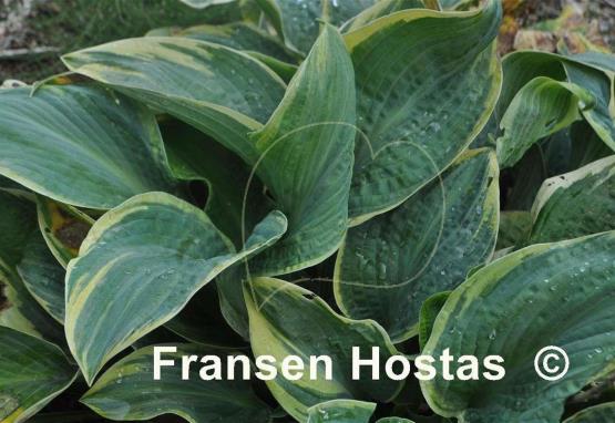 Hosta Lakeside Masterpiece