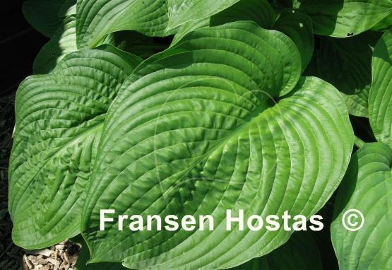 Hosta Lakeside Maverick