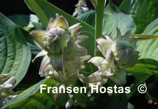 Hosta Lakeside Maverick