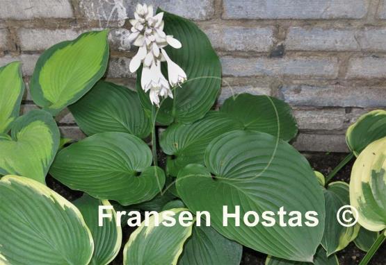 Hosta Lakeside Maverick