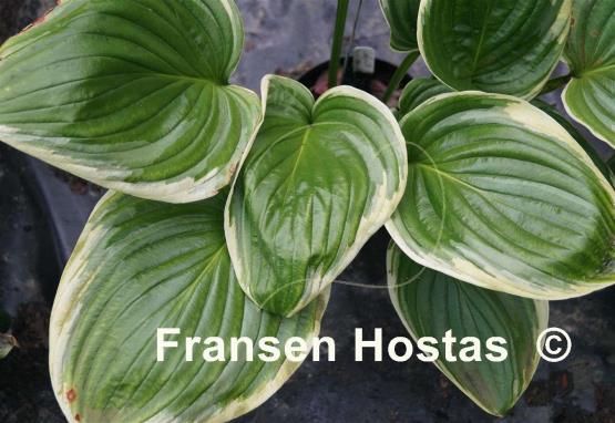 Hosta Lakeside Meadow Ice