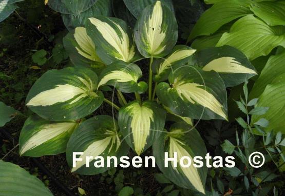 Hosta Lakeside Meter Maid