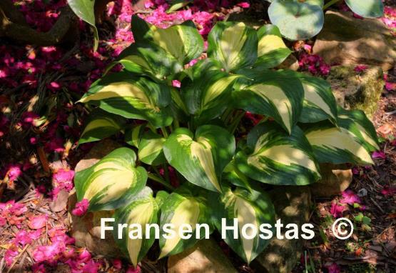 Hosta Lakeside Meter Maid