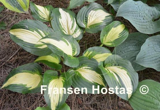 Hosta Lakeside Meter Maid