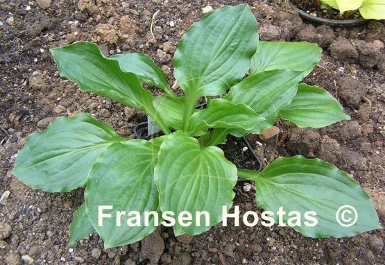Hosta Lakeside Midnight Miss