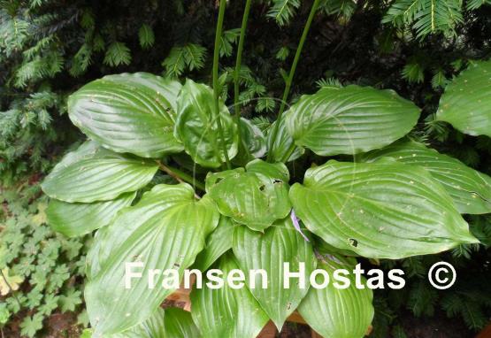 Hosta Lakeside Midnight Miss