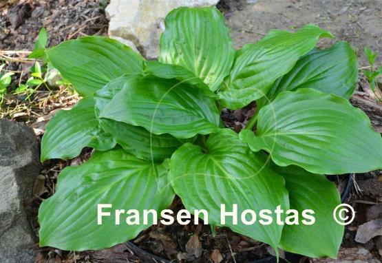 Hosta Lakeside Midnight Miss