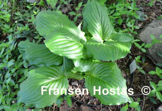 Hosta Lakeside Midnight Miss