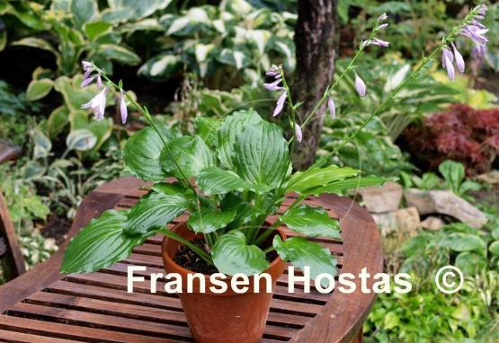 Hosta Lakeside Midnight Miss