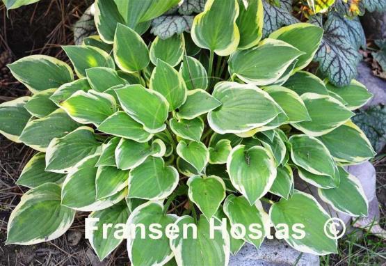 Hosta Lakeside Miss Muffett