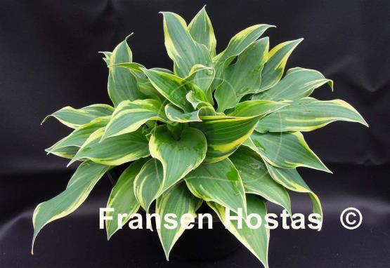 Hosta Lakeside Missy Little
