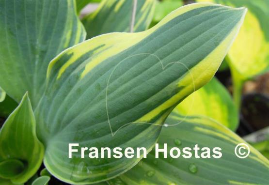 Hosta Lakeside Missy Little