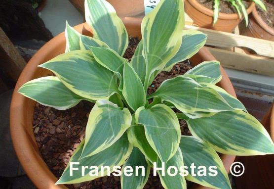 Hosta Lakeside Missy Little