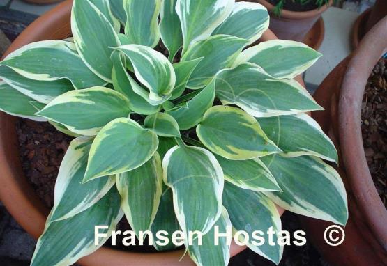 Hosta Lakeside Missy Little