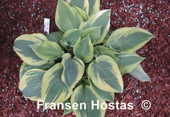 Hosta Lakeside Missy Little