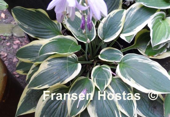 Hosta Lakeside Missy Little
