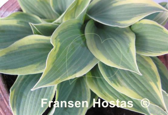 Hosta Lakeside Missy Little