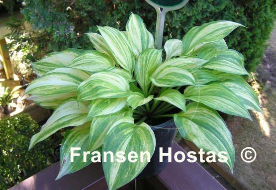 Hosta Lakeside Mom