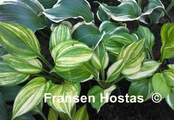 Hosta Lakeside Mom