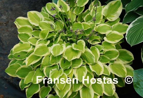 Hosta Lakeside Ninita