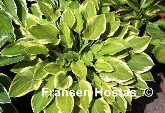 Hosta Lakeside Ninita