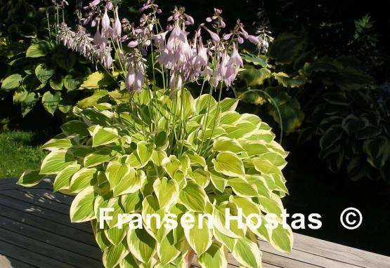 Hosta Lakeside Ninita