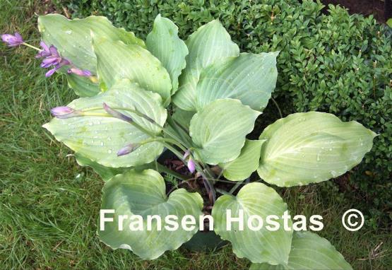 Hosta Lakeside Old Smokey