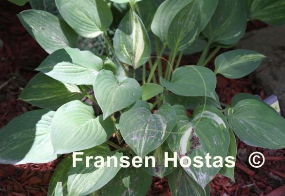 Hosta Lakeside Paddywack