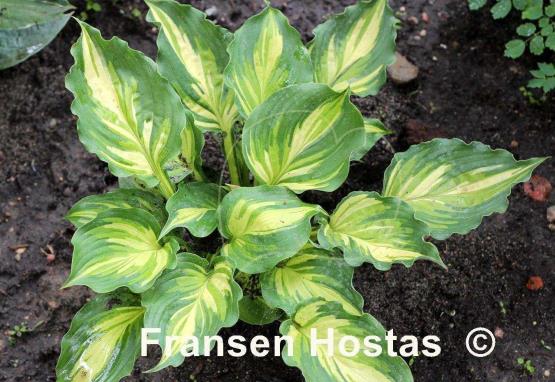 Hosta Lakeside Paisley Print