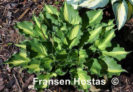 Hosta Lakeside Paisley Print