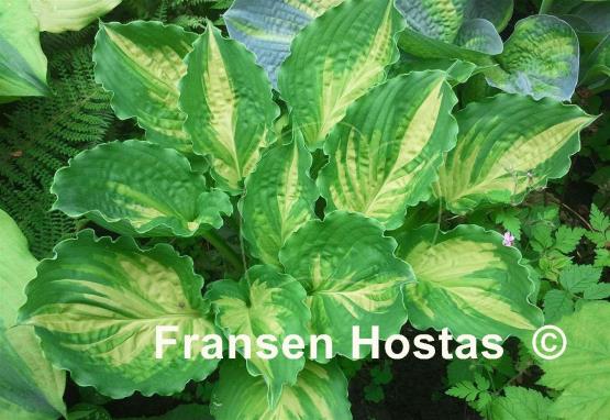 Hosta Lakeside Paisley Print