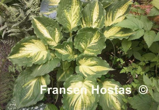 Hosta Lakeside Paisley Print