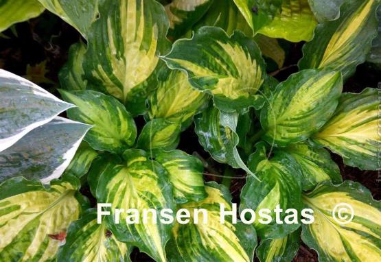 Hosta Lakeside Paisley Print
