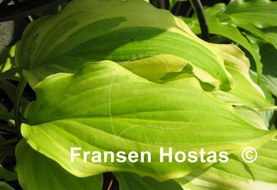 Hosta Lakeside Party Dress