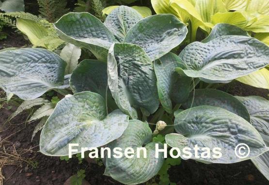 Hosta Lakeside Pebbles
