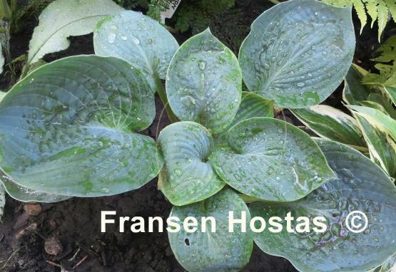 Hosta Lakeside Pebbles
