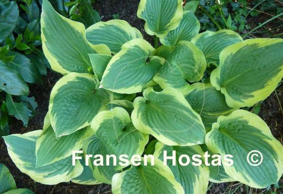 Hosta Lakeside Premier