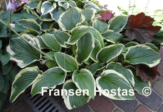 Hosta Lakeside Premier