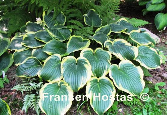 Hosta Lakeside Premier