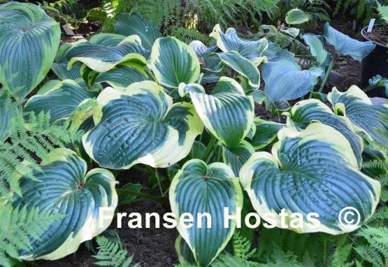 Hosta Lakeside Premier