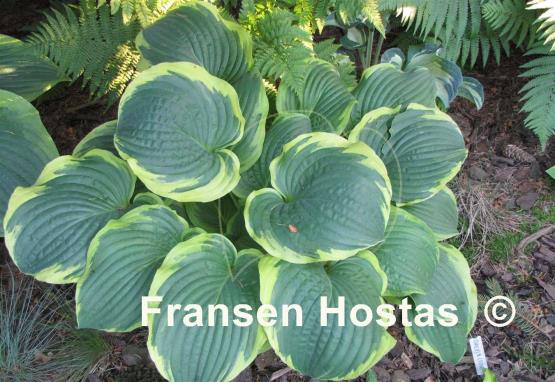 Hosta Lakeside Premier
