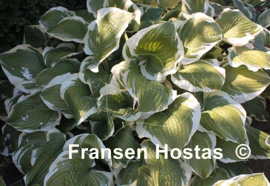 Hosta Lakeside Premier