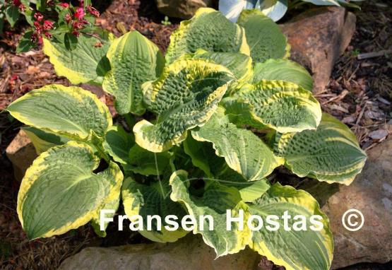 Hosta Lakeside Prophecy Fulfilled