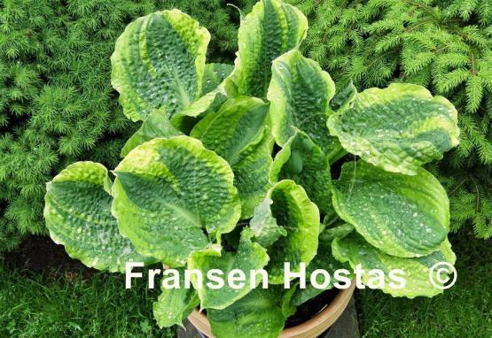 Hosta Lakeside Prophecy Fulfilled