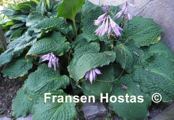 Hosta Lakeside Prophecy