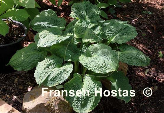 Hosta Lakeside Prophecy