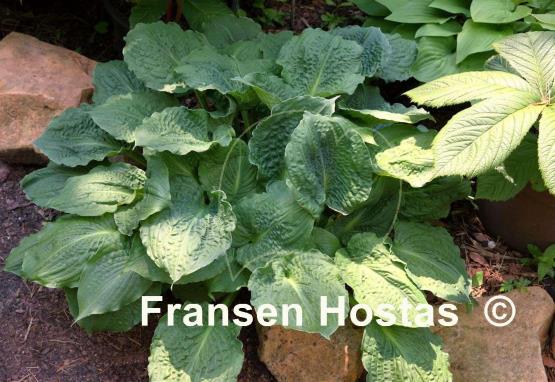 Hosta Lakeside Prophecy