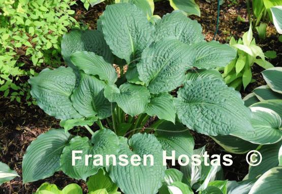 Hosta Lakeside Prophecy