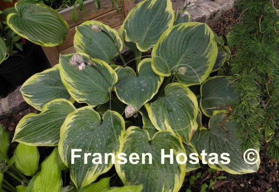 Hosta Lakeside Rhapsody