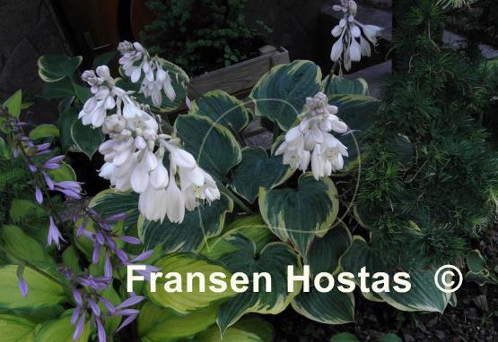 Hosta Lakeside Rhapsody